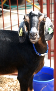 goat01