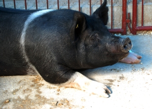 pigs02